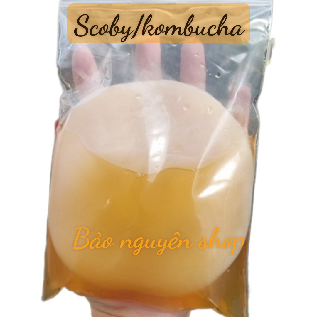 Nấm scoby/kombucha kèm nước mồi- Con giống khỏe