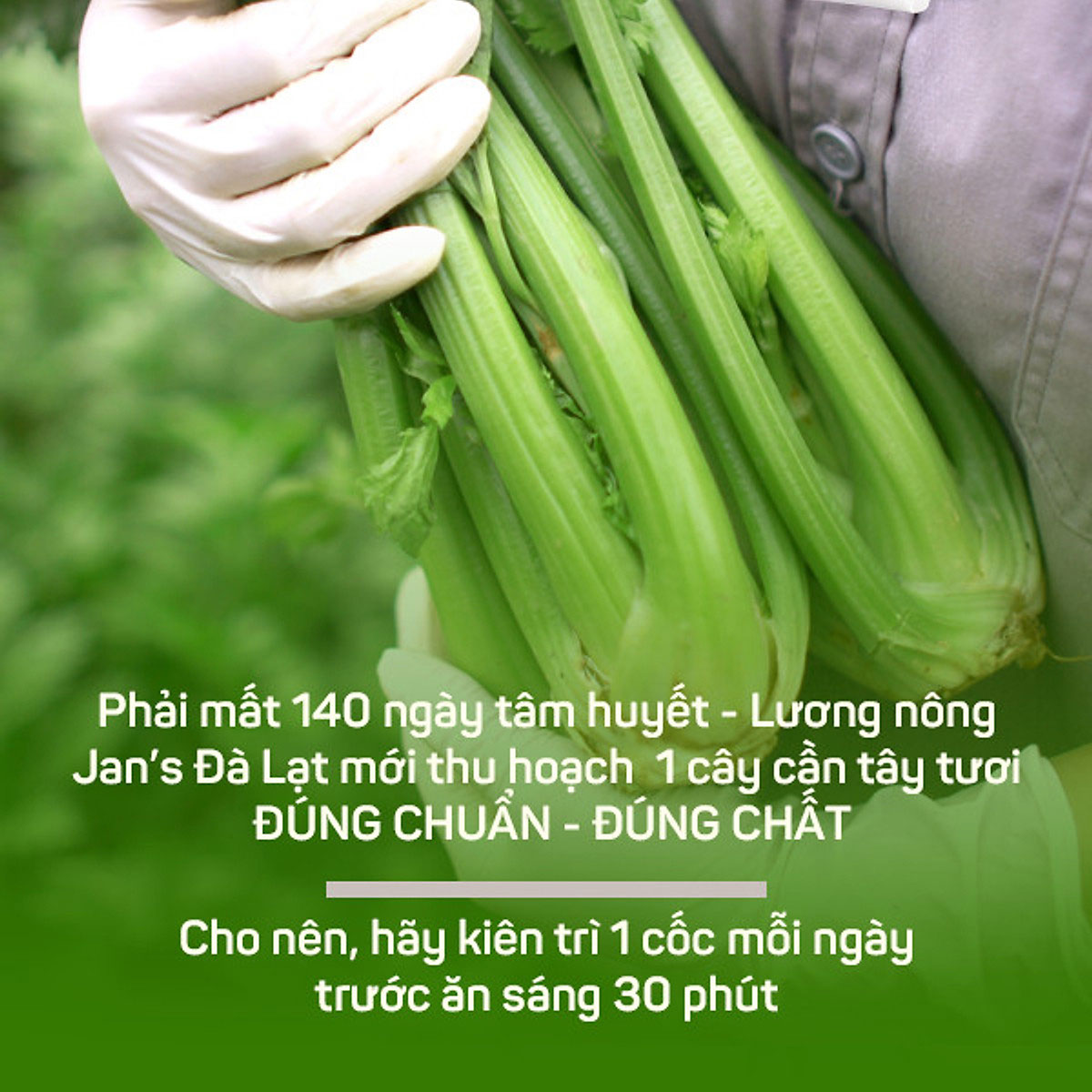 Bột Cần Tây Giảm Cân Sấy Lạnh Nguyên Chất Thanh Lọc Cơ Thể, Hỗ Trợ Giảm Cân, Làm Mịn Da, Mới 20 Gói Tiện Lợi - Hàng Chính Hãng