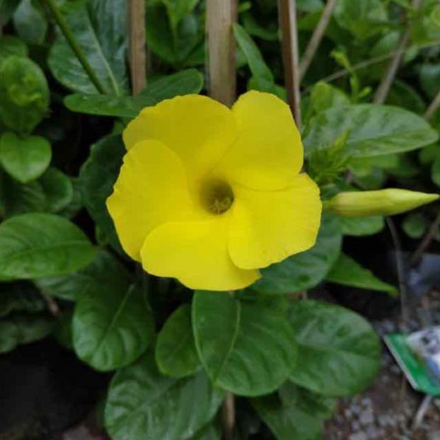 Cây hoa huỳnh đệ