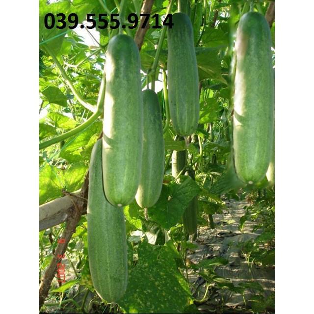 Hạt giống Dưa Leo Xanh F1 Chịu Nhiệt – 1gram