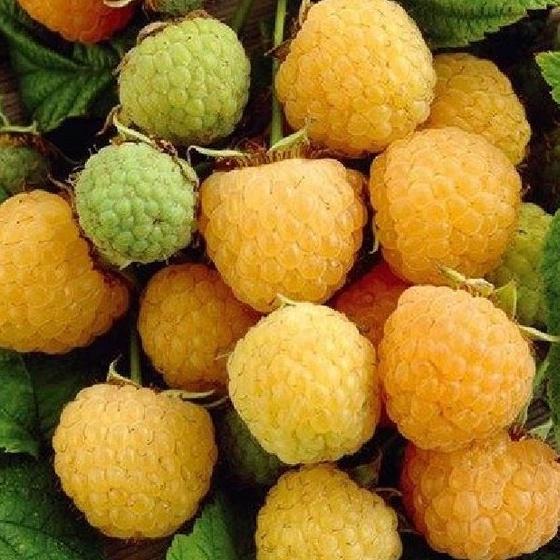 Hạt giống cây ăn trái mâm xôi vàng,hạt giống chuẩn f1 - Gói 30 hạt