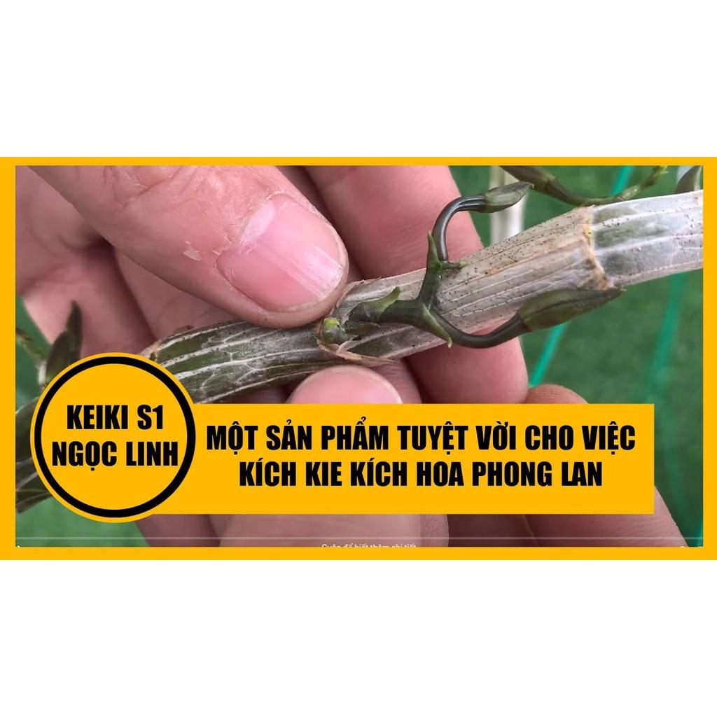 keiki s1 ngọc linh- kích ki trên cuống hoa