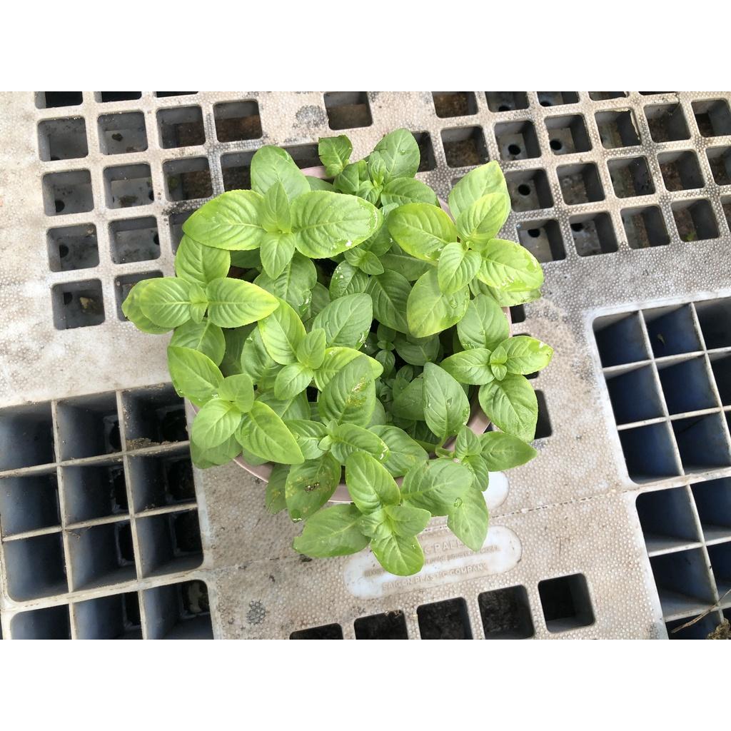 Chậu cây xá xị chỉ giao TP.HCM