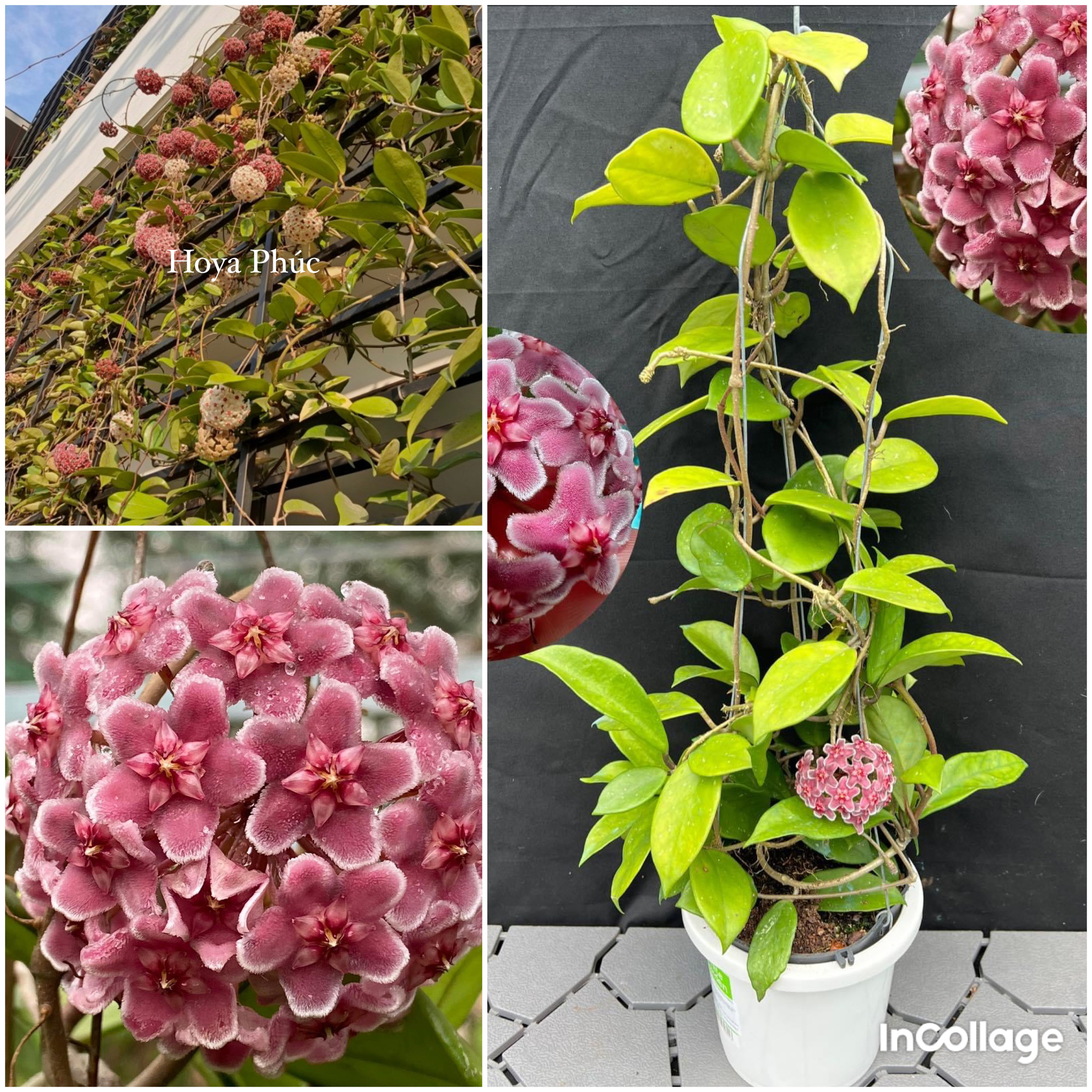 Chậu Cẩm cù carnosa pink new thân leo kích thước như hình, hoa thơm, ra hoa quanh năm, sai hoa