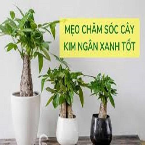 CÂY KIM NGÂN CỦ TRÒN, CÂY PHONG THỦY TÀI LỘC