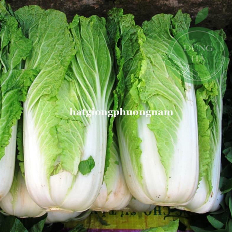 0,5GR - HẠT GIỐNG CẢI THẢO