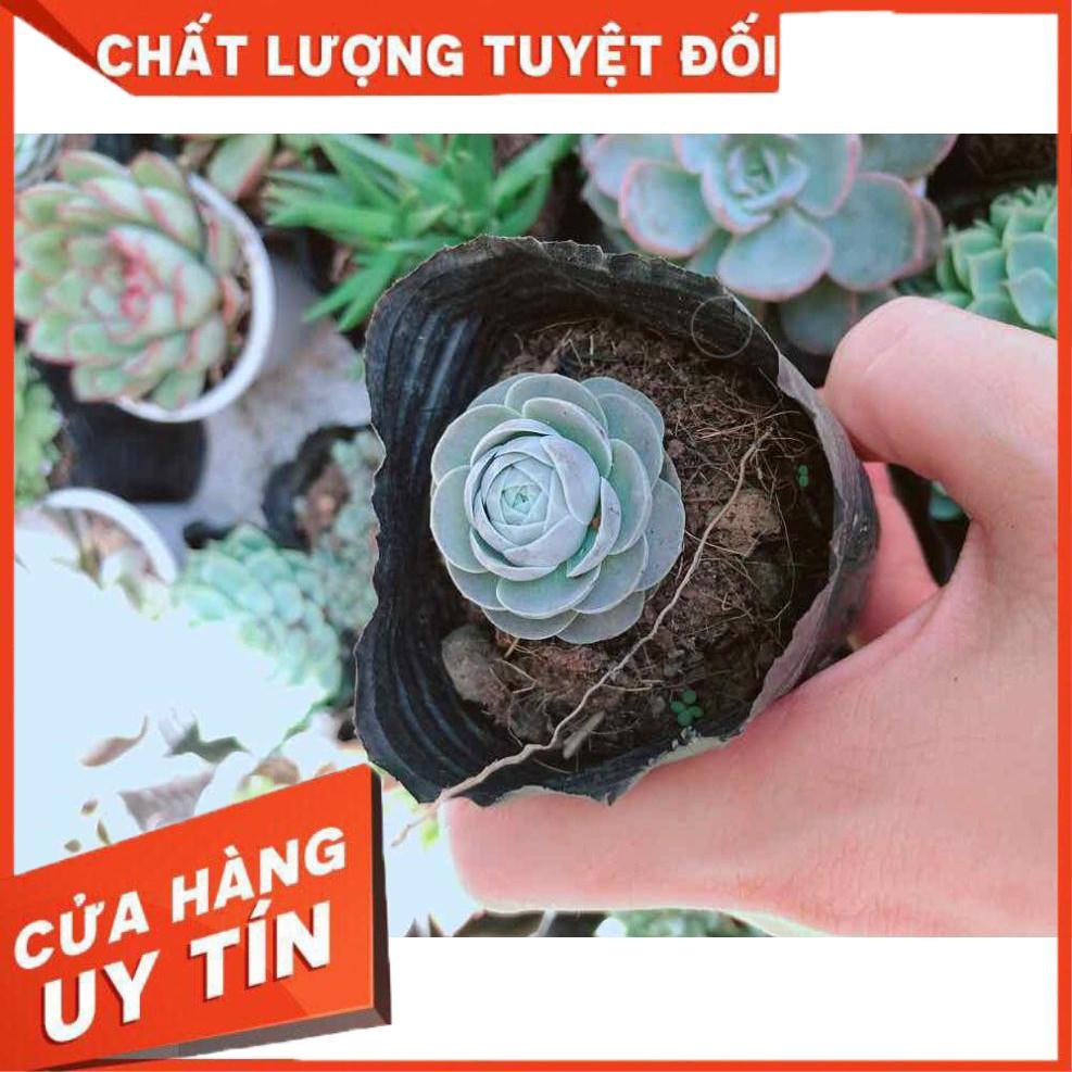 Combo 10 cây sen đá Nhiều Người Mua