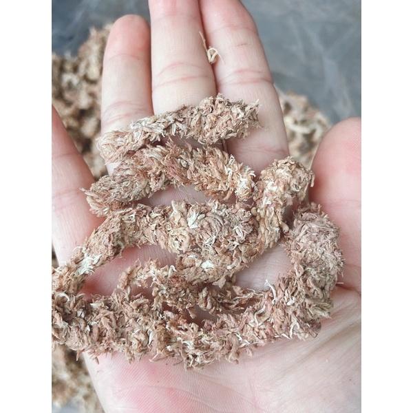 Dớn Chile trắng, Dớn con sâu, rêu trắng trồng lan, cây bắt mồi, tiểu cảnh nhập khẩu loại 1