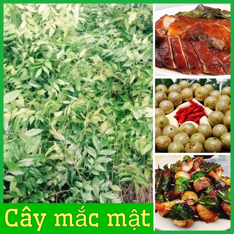 Cây giống mắc mật lấy lá cuốn thịt nướng, nướng vịt