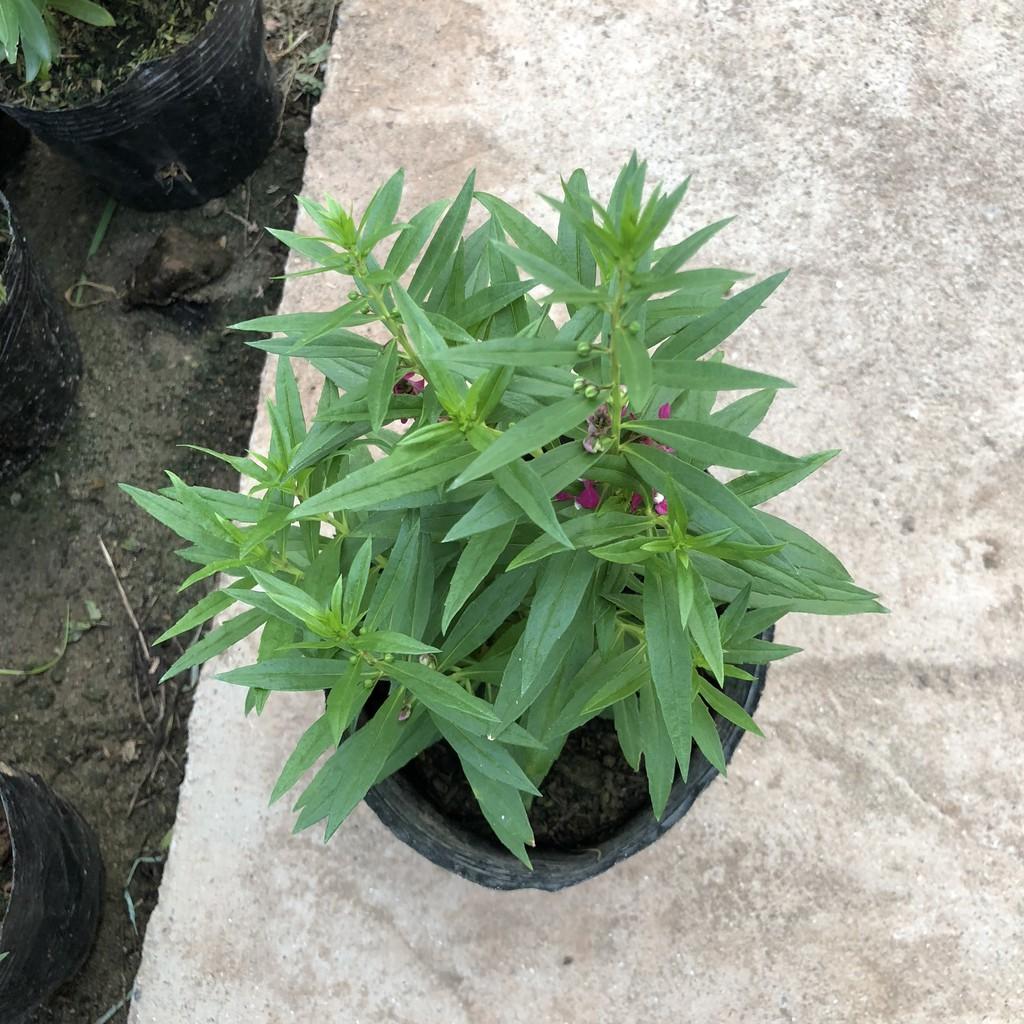 Cây hoa ngọc hân đủ màu, chiều cao 15cm hoa nở cực đẹp dễ dàng chăm sóc, thích hợp trang trí sân vườn