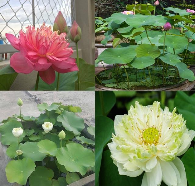 Hạt giống sen Bách Diệp ngàn cánh 5 hạt
