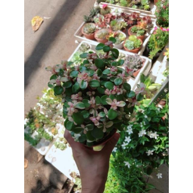 Sen đá đô la trắng