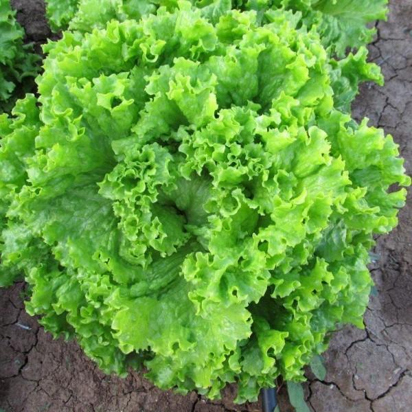 5Gr Hạt Giống Xà Lách Xoan Xanh