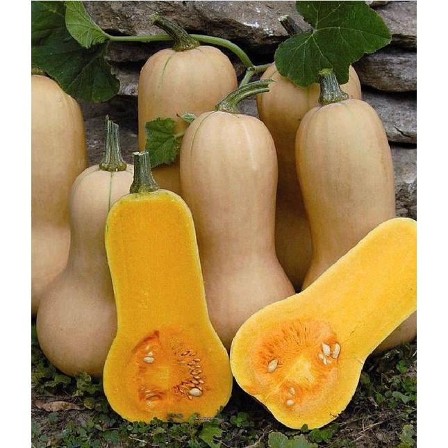 Hạt giống bí ngô mật butter F1 Đài Loan - Gói 2gram-tặng kèm gói phân bón lót