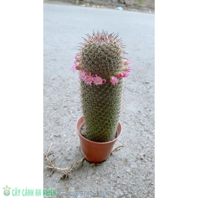 Xương Rồng Nở Hoa