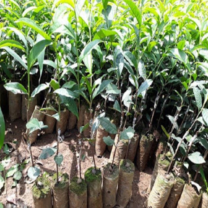 Combo 3 bầu cây giống cây trà xanh