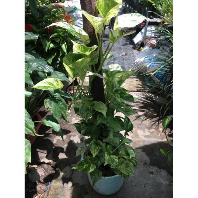 Cây trầu bà sữa