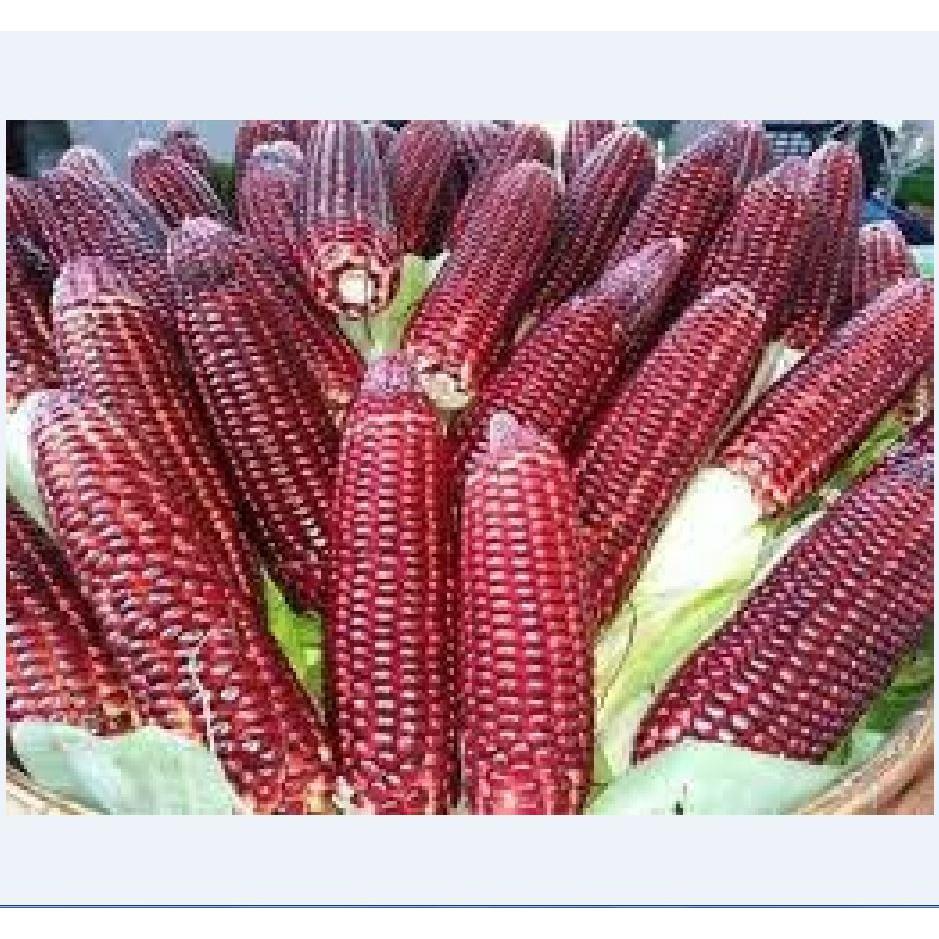 Bộ 3 gói Hạt giống ngô Nữ Hoàng đỏ - Tặng gói phân bón