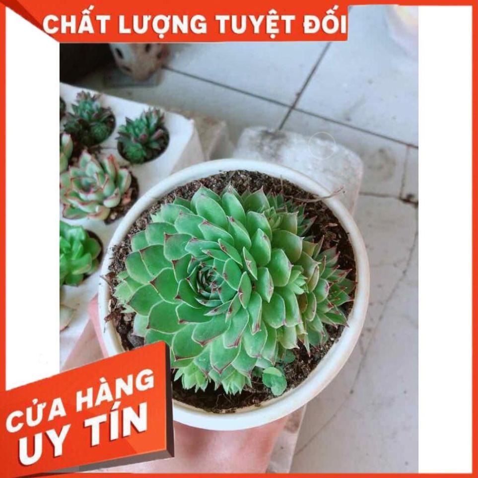 Combo sen đá phật bà kèm chậu sứ trắng Nhiều Người Mua