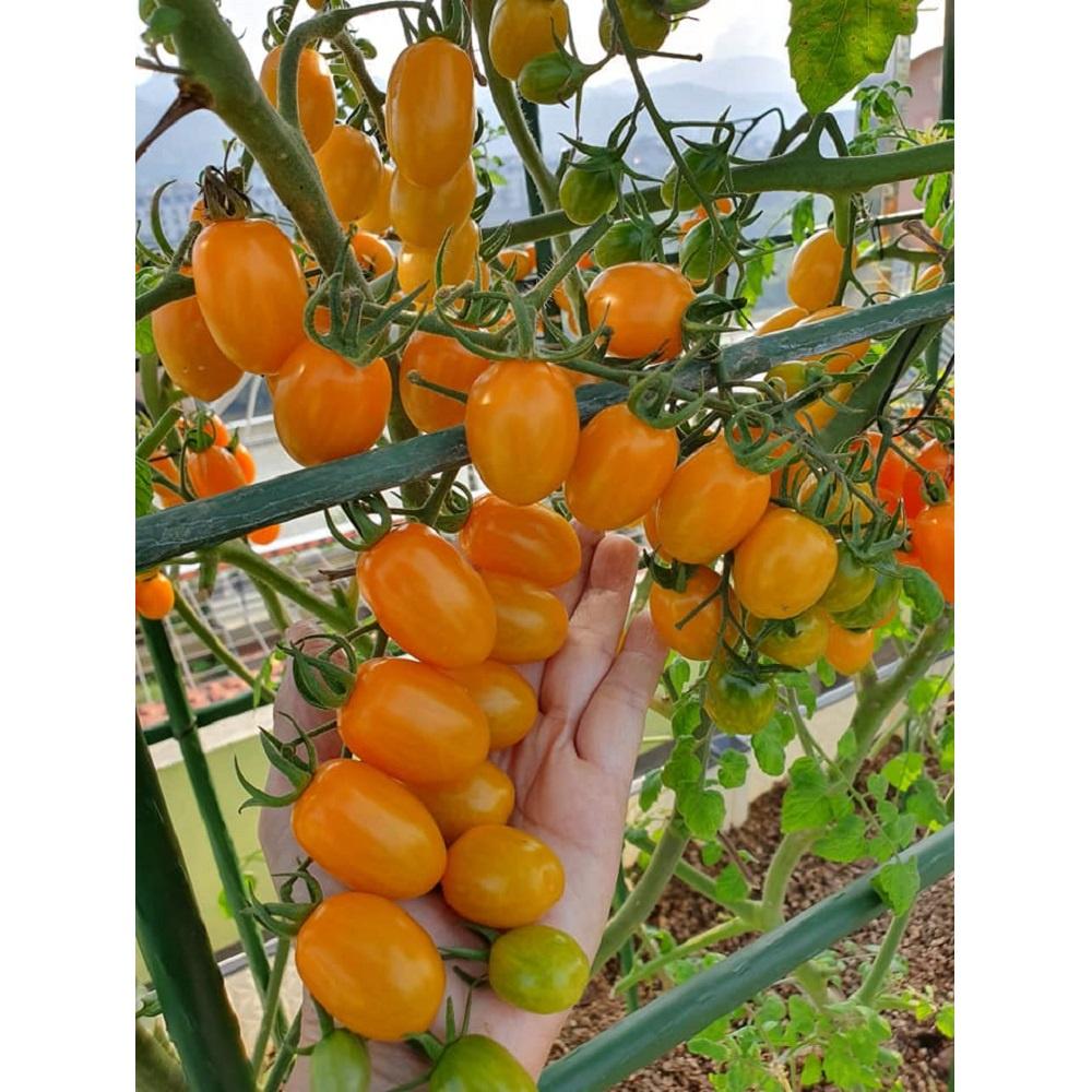 Cây giống cà chua trái cây Nova ngọt, chịu nhiệt tốt - loại cà chua bi được ưa chuộng nhất