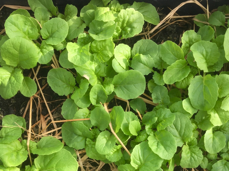 Hạt giống cải bẹ dúm 15 gram