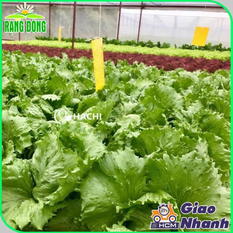 Hạt giống Xà Lách Cuộn, Xà Lách Mỹ Minetto - Hạt Giống Rạng Đông