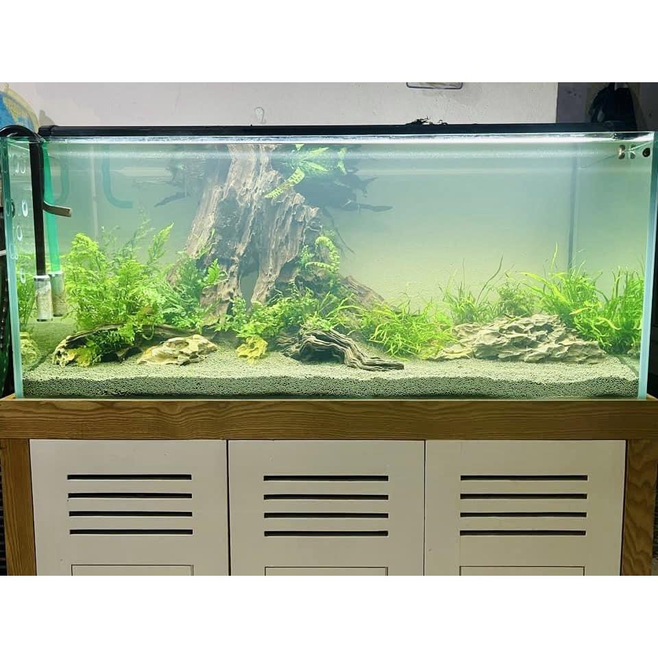 PHÂN NỀN EVER GREEN
