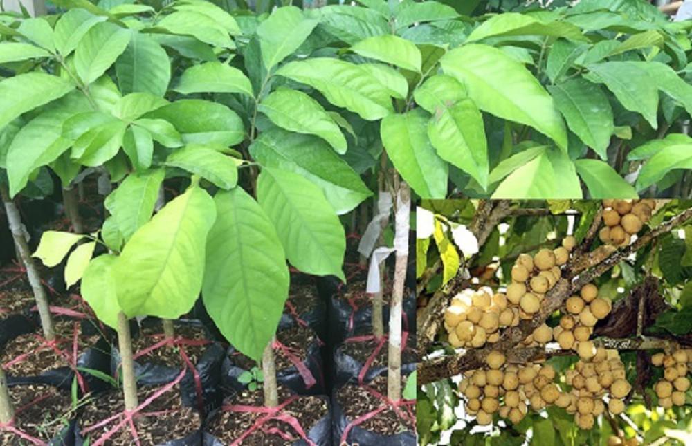 Cây giống BÒN BON siêu sai quả - Cây giống F1