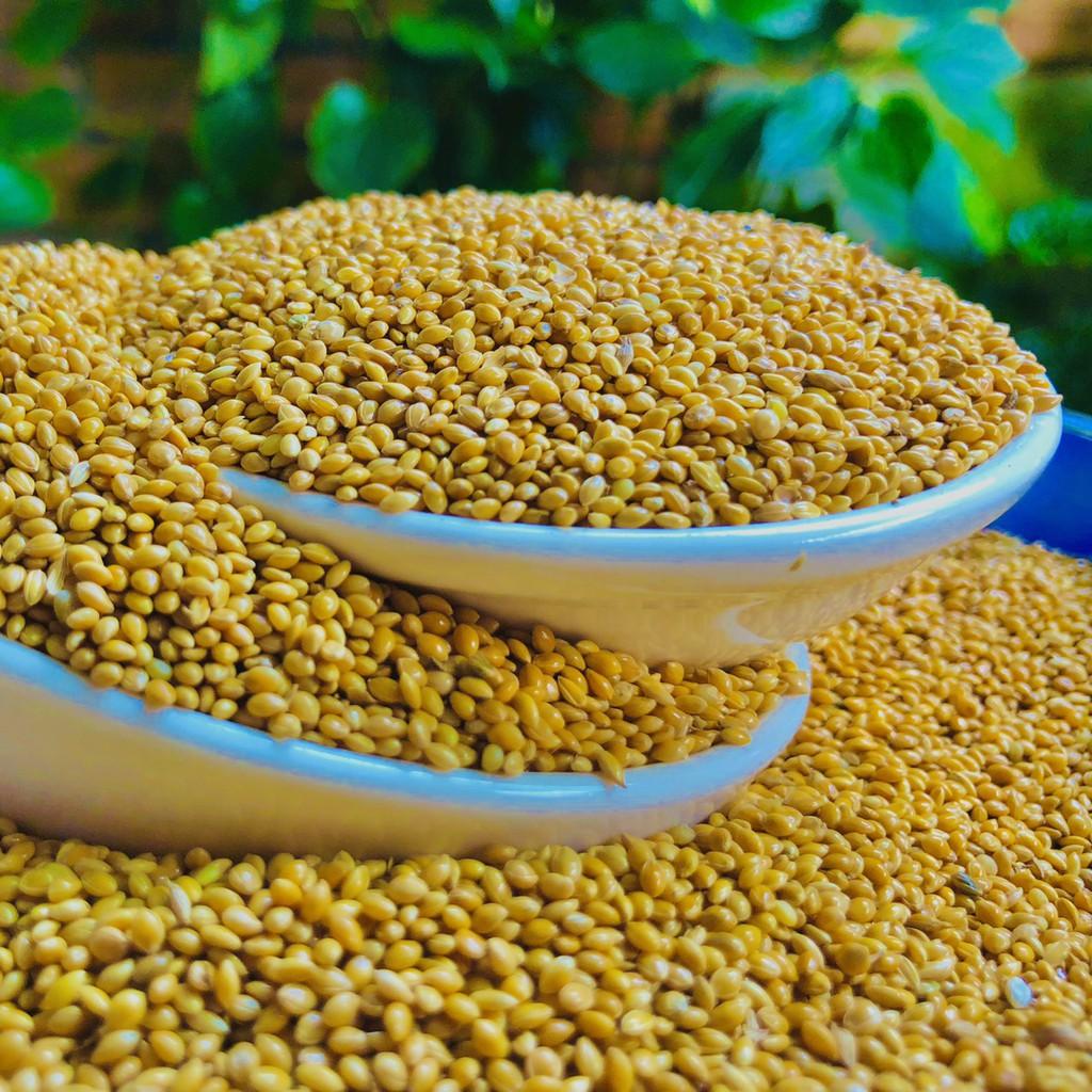 Hạt kê vàng, thức ăn cho chim cảnh, Yến Phụng, Vẹt, cu gáy, Hamster, sóc và các dòng chim sẻ