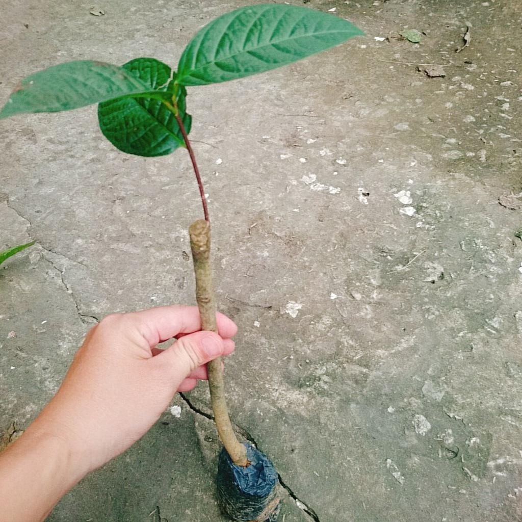 Cây trà hoa vàng - chè hoa vàng + tặng phân bón