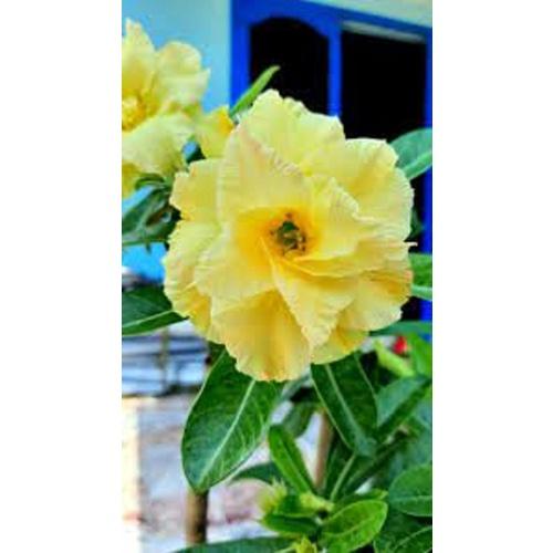 CÂY HOA SỨ THÁI CÁNH KÉP " PHƯƠNG LAM "