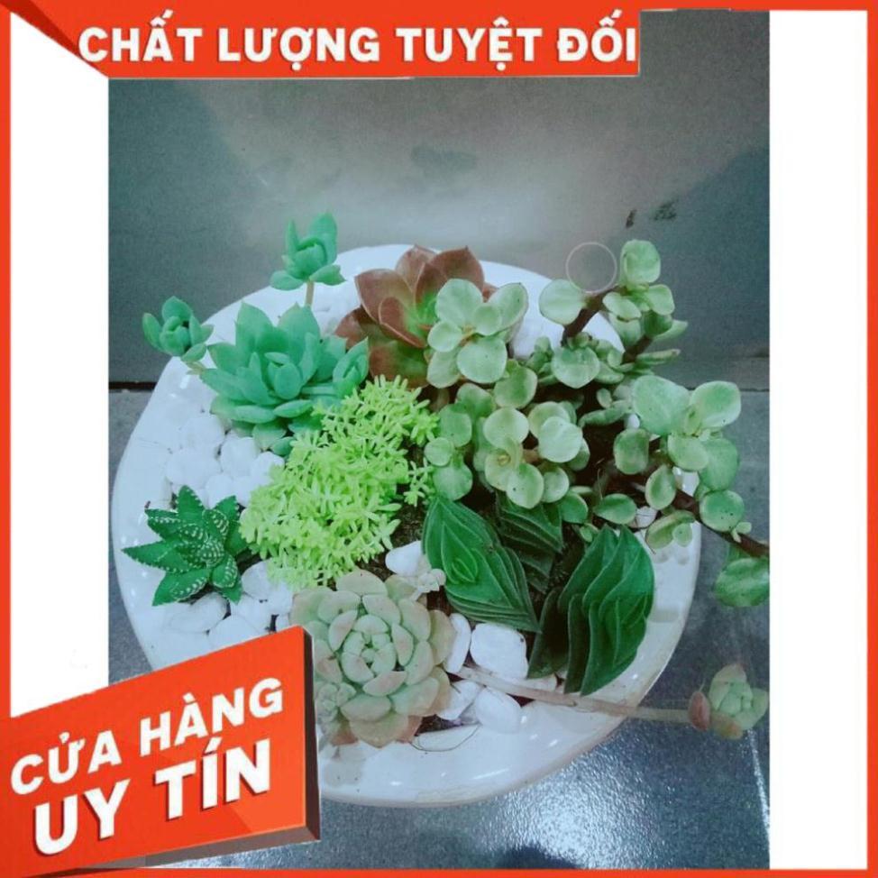 Chậu Mix Nhiều Cây