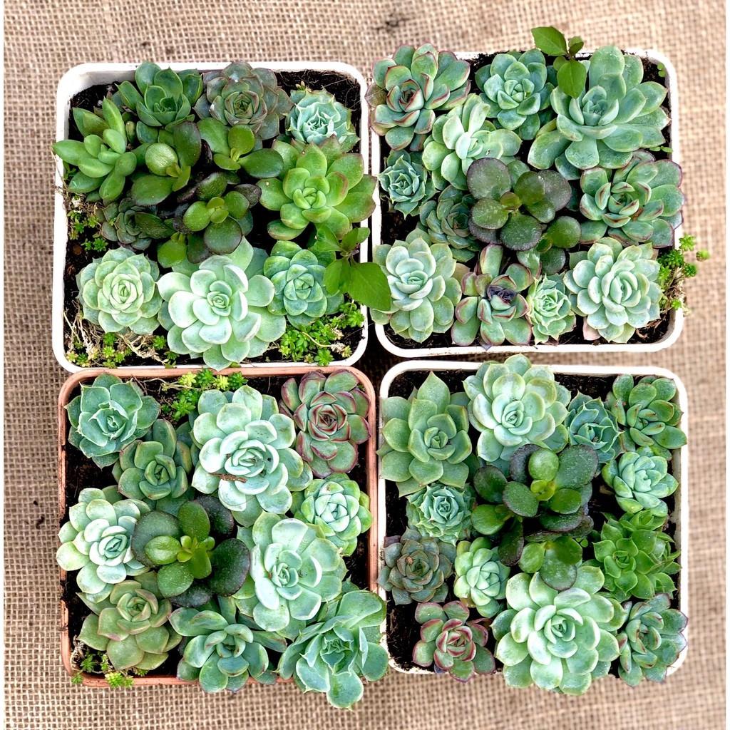 Chậu Sen Đá ghép nhiều loại