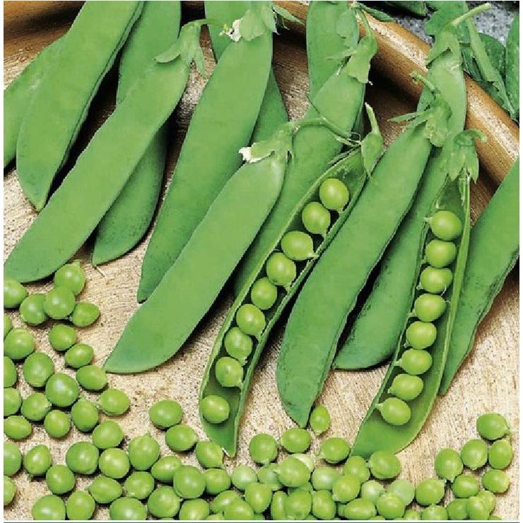 Hạt giống đậu hà lan xanh - 1 gói 50gram
