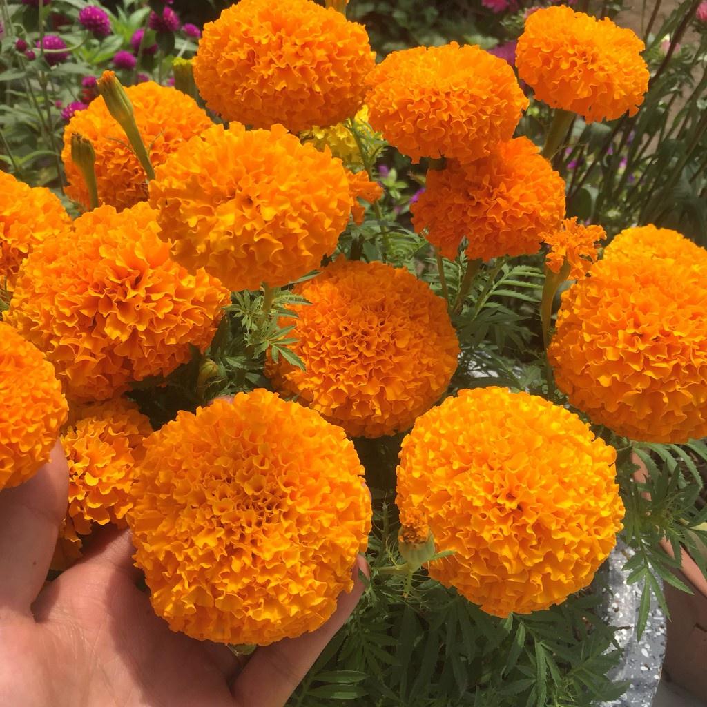 Hạt giống hoa Vạn Thọ đỏ cam Lùn F1 - AGRI ORANGE 02S