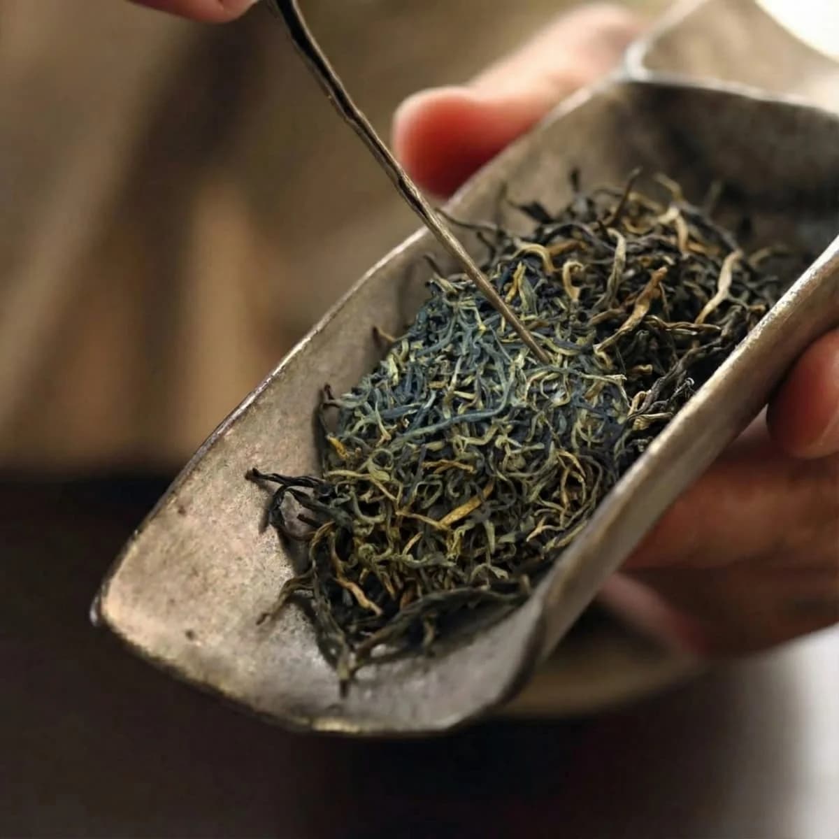 Lục Trà Shan Tuyết Cổ Thụ Tây Côn Lĩnh - Hà Giang - ILOTA Coffee & Tea