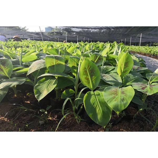 Cây giống Chuối Tiêu Hồng. .