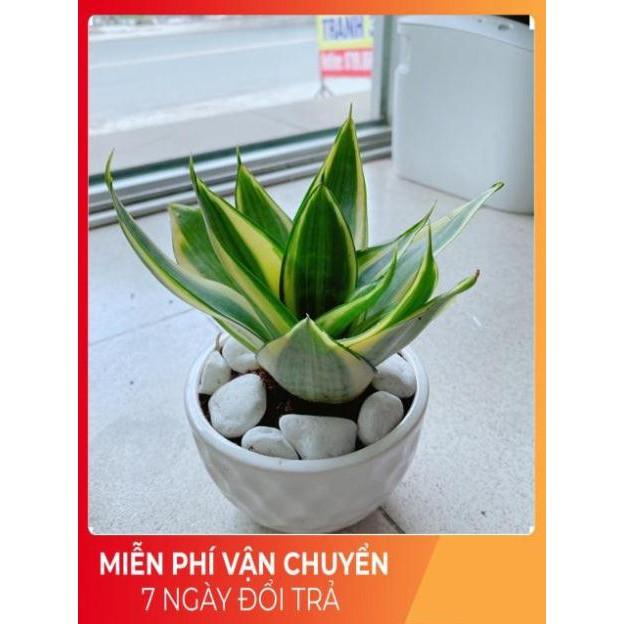 Chậu Lưỡi Hổ Thái Vàng