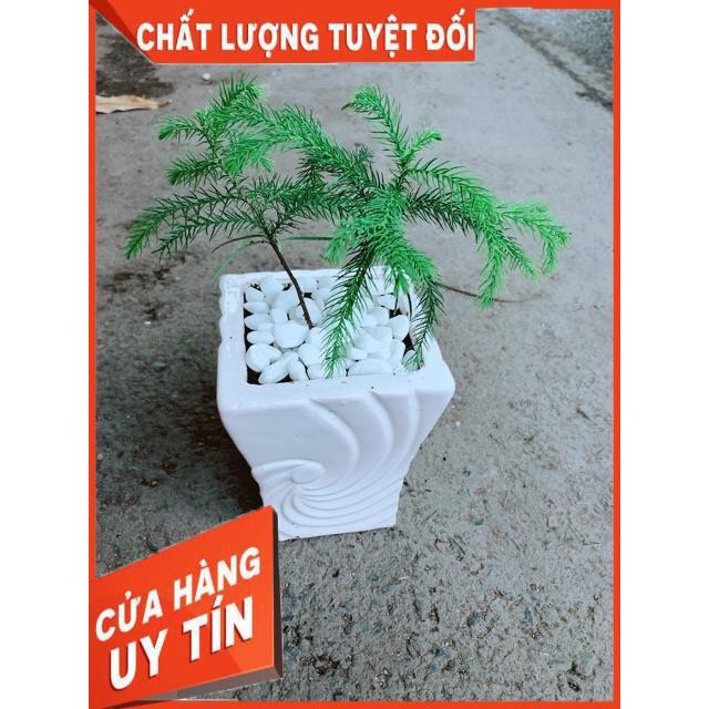 Chậu Tùng Bách Tán