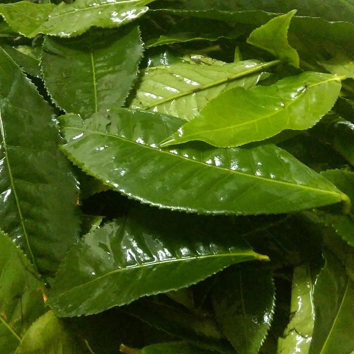 Combo 10 bầu cây giống cây trà  xanh