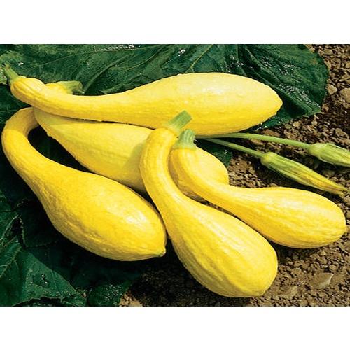 Hạt giống bí thiên nga F1 KNS338 - Gói 5 hạt