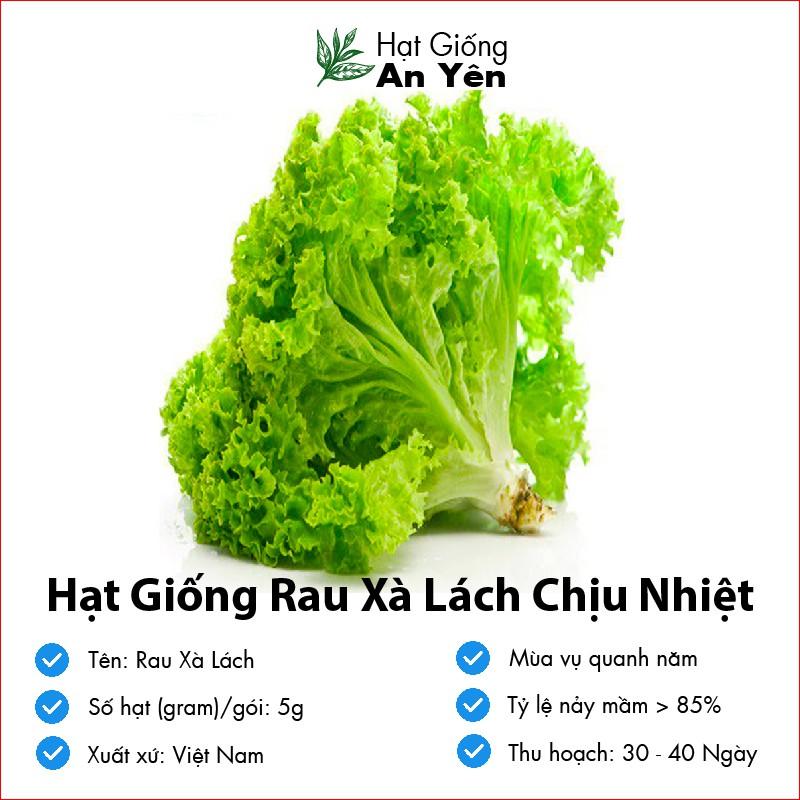 Hạt giống rau Xà Lách chịu nhiệt thu hoạch sớm, dễ trồng, nảy mầm cao, sinh trưởng khoẻ