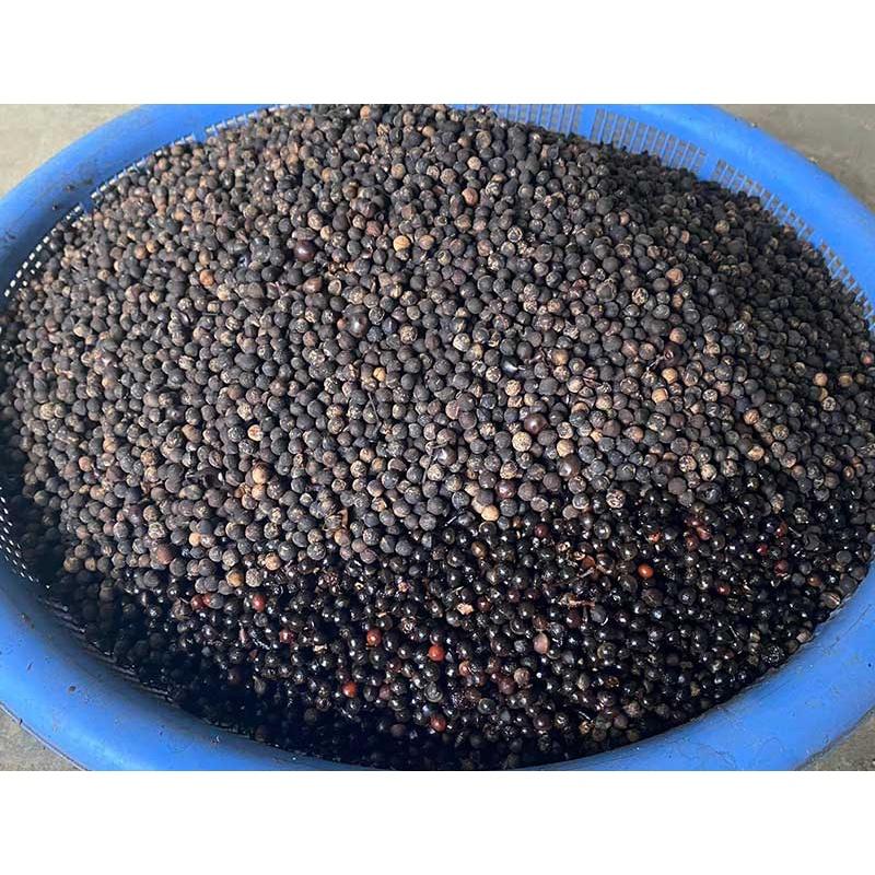 500 gram HẠT GIỐNG CÂY LONG NÃO - HẠT ĐẸP TUYỂN CHỌN KỸ BAO NẢY MẦM CÓ BẢO HÀNH.