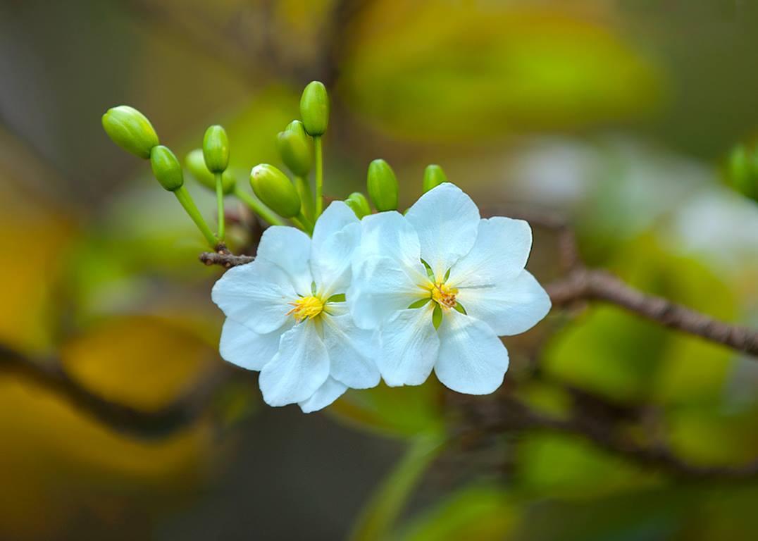 Cây giống hoa mai trắng