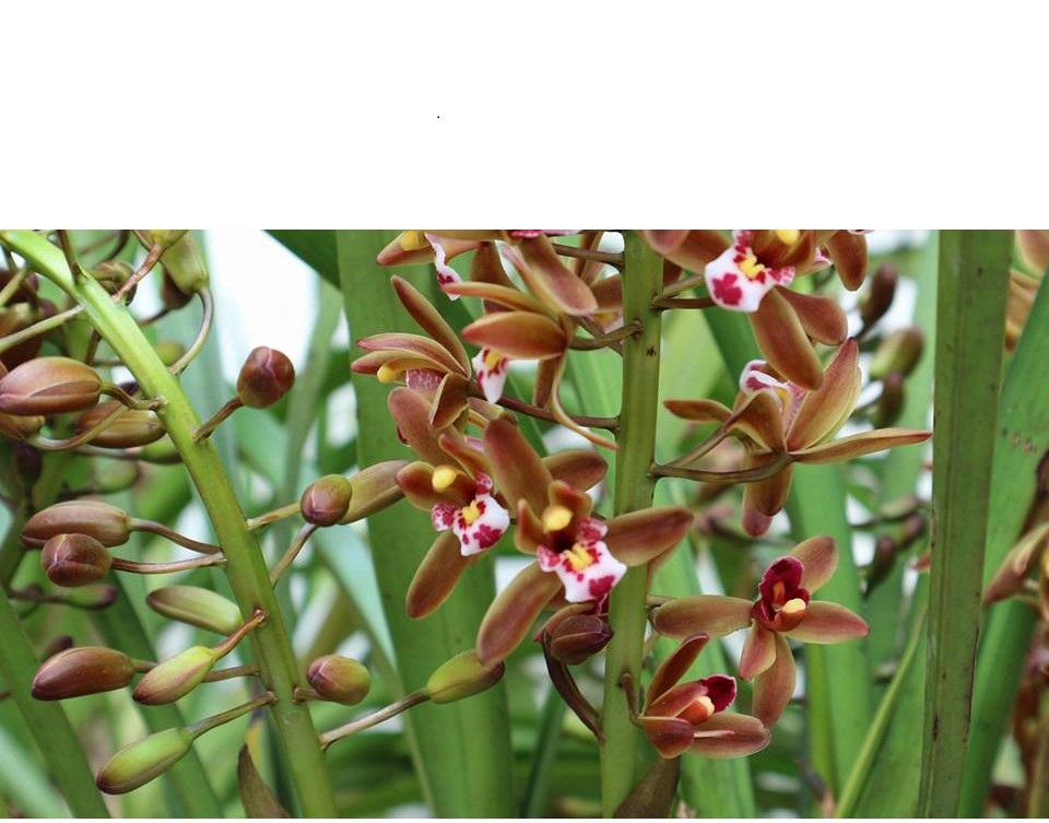 Hoa lan kiếm, COMBO 2 THÂN ĐỊA LAN ĐOẢN KIẾM NHIỀU HOA TÂY BẮC