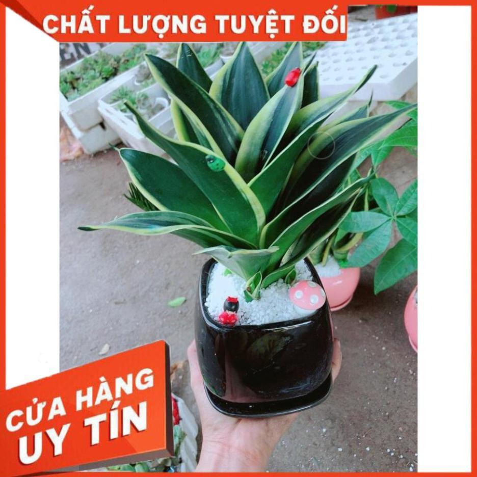 Chậu lưỡi hổ thái có trang trí Nhiều Người Mua