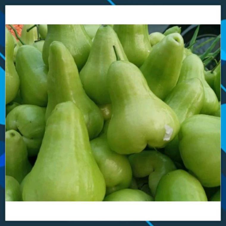 Cây Giống - Cây Mận Tam Hoa Xanh Trái To, Siêu Dễ Trồng SAMSON GARDEN