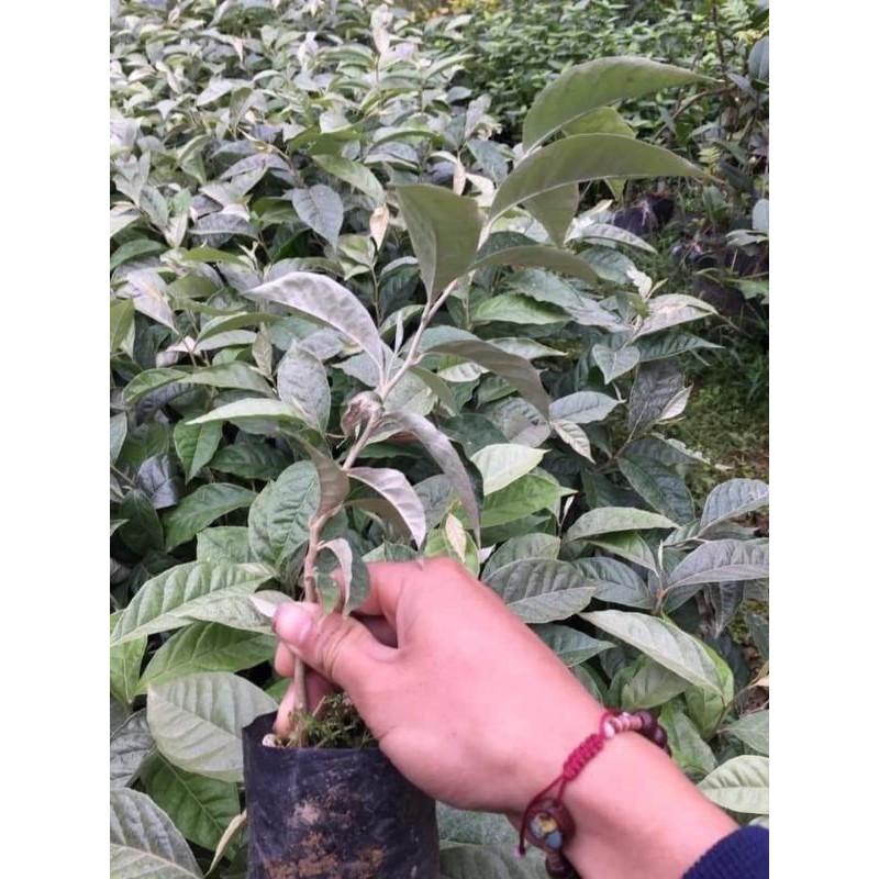 Cây giống nhót siêu ngọt mỹ ,