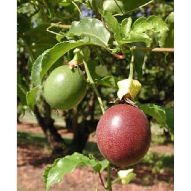 Combo 2 gói Hạt giống chanh dây tím chanh leo tím dể trồng f1- gói 20 hạt-tặng kèm gói phân bón