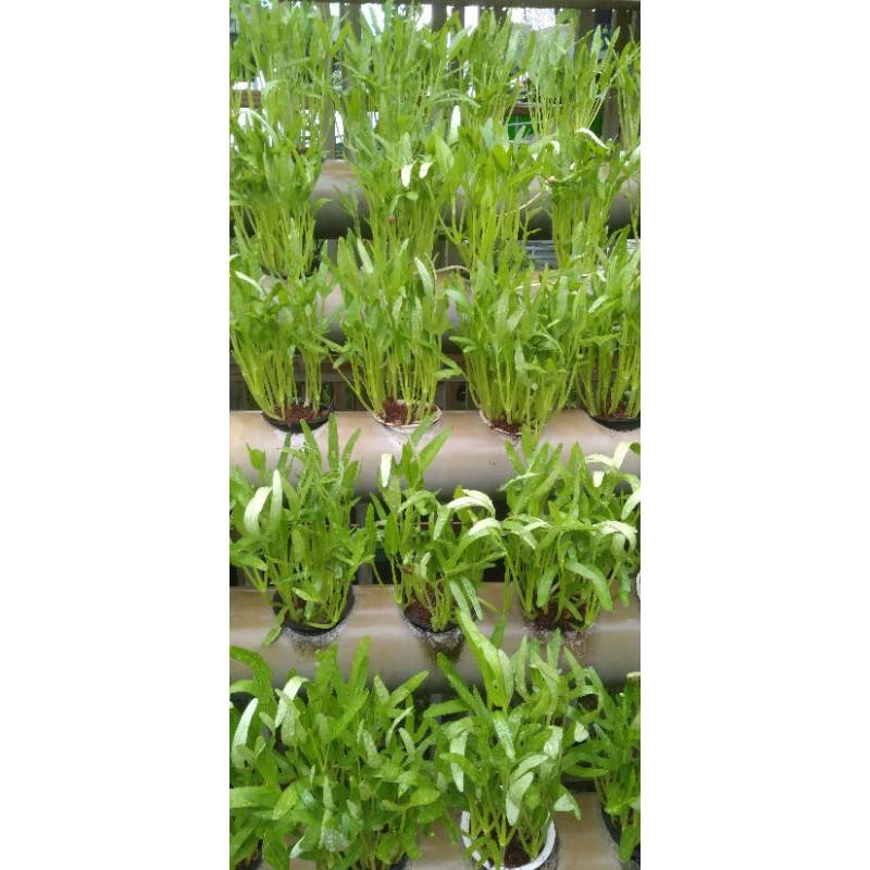 Rau muống lá tre gói 1kg